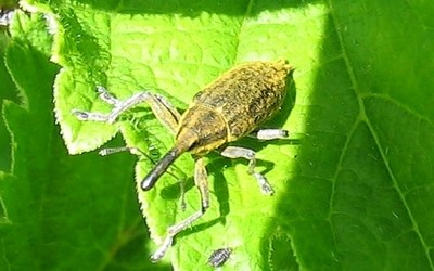 Lixus iridis