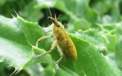 Lixus pulverulatus