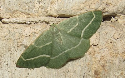 La métrocampe verte