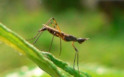 micropezides -  Micropeza corrigiolata