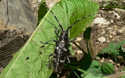 Monochamus sutor