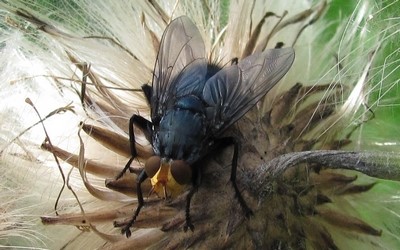 La mouche des cadavres