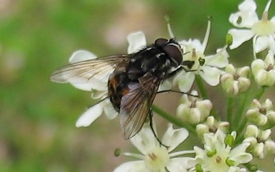La mouche domestique