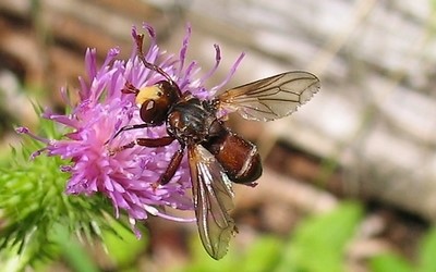 Myopa sp