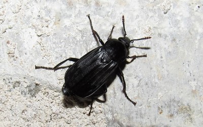 Nécrophore des rivages