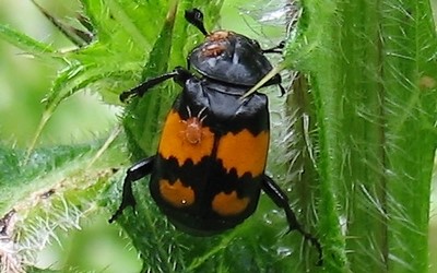 Necrophorus vespilloides