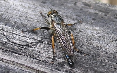 Asilidés - Neoitamus cyanurus