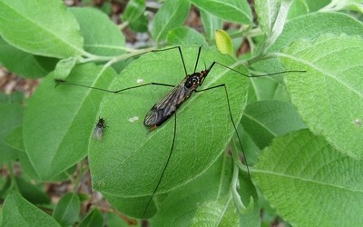 Néphrotome safrané