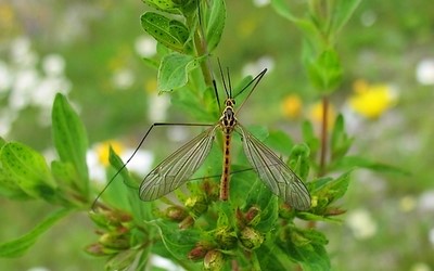 Nephrotoma flavescens