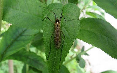 Nephrotome de pierre