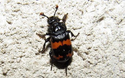 Necrophorus investigator