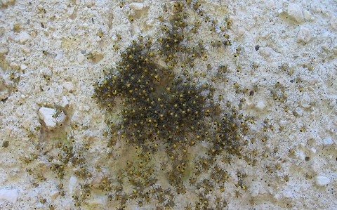 Jeunes araignées - Araneus SP.