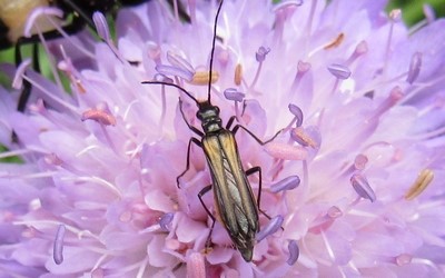 Oedemera pthysica