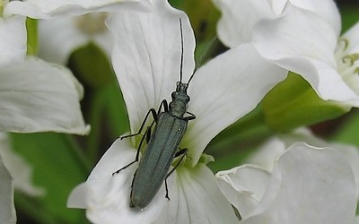 Oedemera sp.