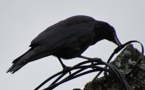 Corneille noire