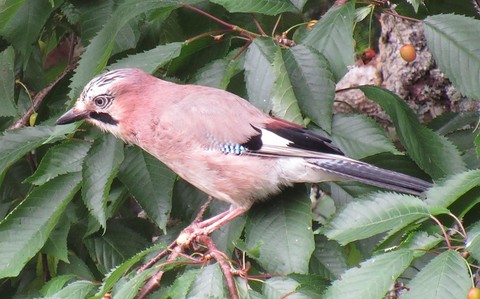 Geai des chênes
