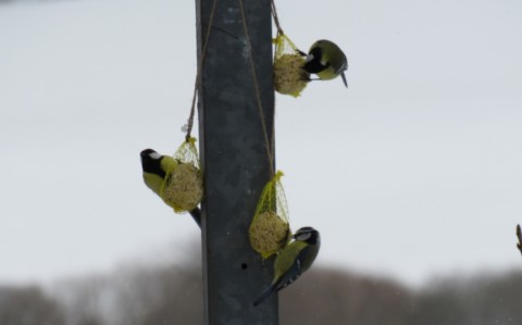 Mésanges charbonnières