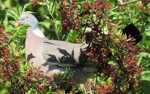 Pigeon ramier