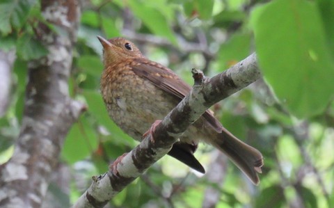 Rougegorge familier