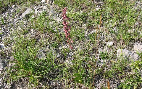 Epipactis de tremols – Epipactis tremolsii