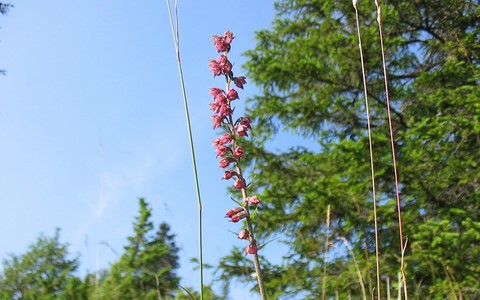 Epipactis de tremols – Epipactis tremolsii
