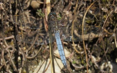 L'orthétrum bleuissant mâle