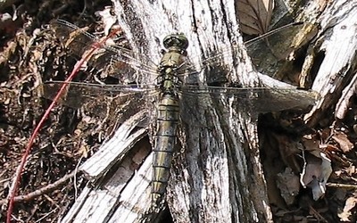 L'orthétrum réticulé femelle