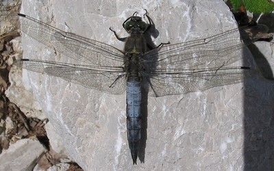 L'orthétrum réticulé mâle