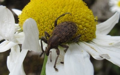 Otiorhynchus singularis