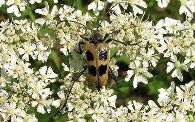 Le pachyte à 4 taches