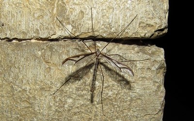 Pédicie des sources