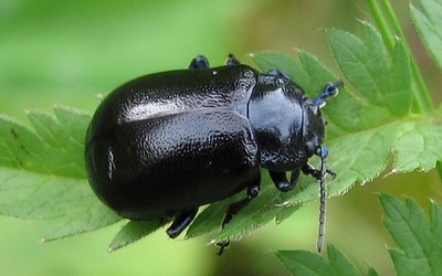 Le petit crache-sang