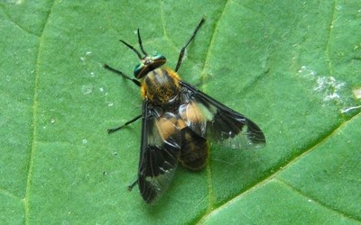 Petit taon aveuglant