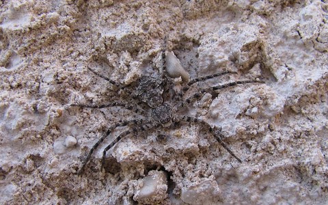 Philodrome tigré - Philodromus margaritatus