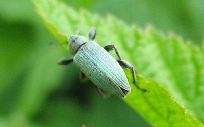 Phyllobius pomaceus