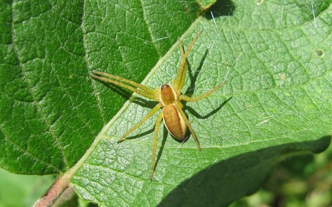 Araignée patineuse - Dolomedes fimbriatus