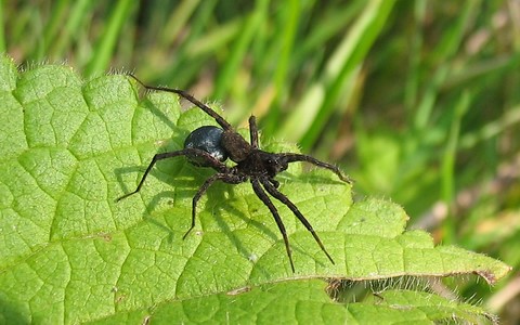 Araignée patineuse - Dolomedes plantarius