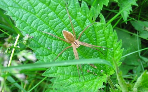 Araignée patineuse - Pisaura mirabilis