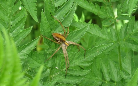 Araignée patineuse - Pisaura mirabilis