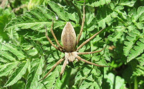 Araignée patineuse - Pisaura mirabilis