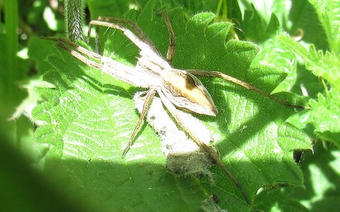 Araignée patineuse - Pisaura mirabilis