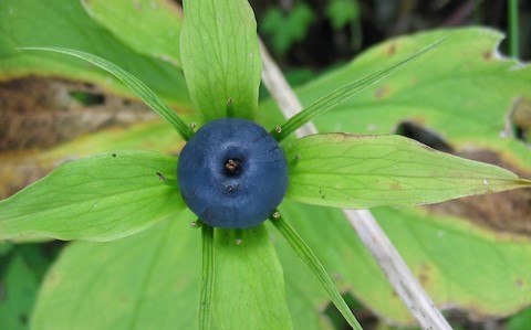 Fruit de la parisette