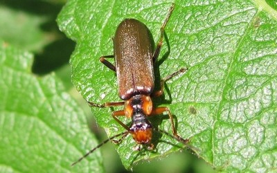 Podabrus alpinus