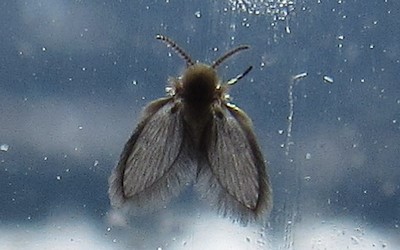 Mouche des éviers