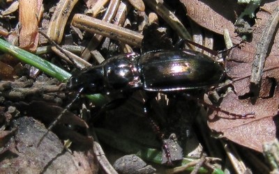 Pterostichus burmeisteris