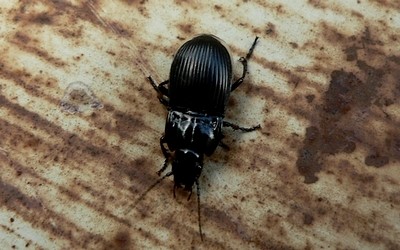 Pterostichus sp