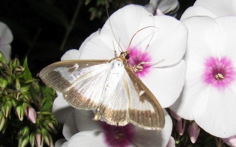 papillons - La pyrale du buis - Cydalima perspectalis