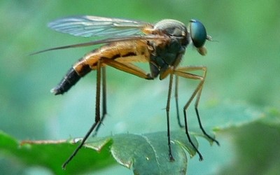 Rhagionidés -  Rhagio tringarius