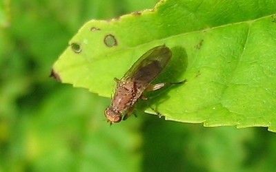 Scatophage des  bouses