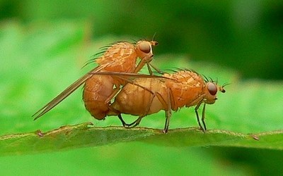 Sciomyzidés ou Lauxaniidés ???